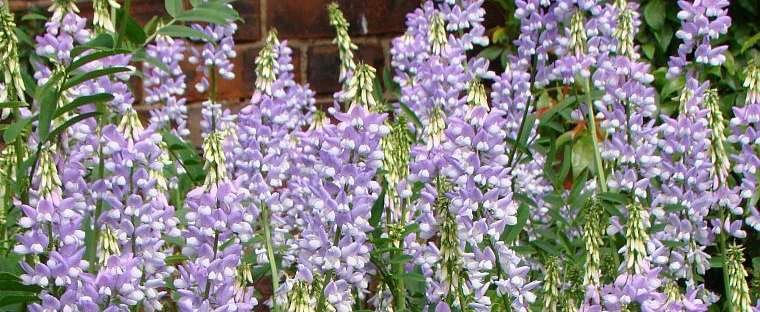 goats rue to increase breast milk supply